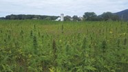 Lawsuit: Vermont Hemp Company Founder Lifted Cannabis Crop