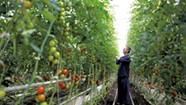Vermont Tomato Farmer Leads Defense of Organic Principles