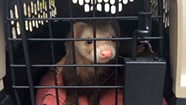 A Ferret Is Lost, and Found, in a Hannaford Parking Lot
