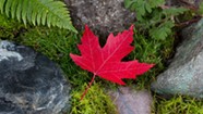 The Parmelee Post: Red Maple Leaf Collapses Under Pressure to Bolster Vermont Economy
