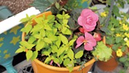DIY: How to Plant Containers