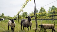 UVM Researchers Study Benefit of Sheep Grazing Shelburne Vineyard