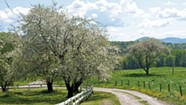 Why Do So Many Apple Trees Grow Along Vermont's Back Roads?