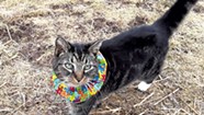Birdsbesafe Cat Collars Keep Felines From Killing Songbirds