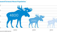 Sharp Decline in Vermont Moose Herd Raises Questions About Hunting