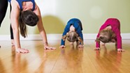 Yoga Pose of the Month: Down Dog/Double Down Dog for the Dog Days of Summer!