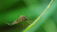 The Buzz: Mosquitoes Are Prolific This Year in Vermont