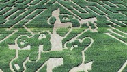This Year's Giant Corn Maze is Bear-able
