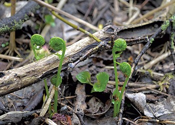 Fiddlehead Overharvesting Worries Conservationists