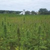 Lawsuit: Vermont Hemp Company Founder Lifted Cannabis Crop