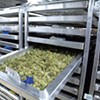 Cannatrol Applies Food Curing and Aging Science to Cannabis