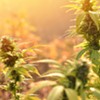 The Cannabis Catch-Up: A New Milestone in Legitimacy