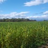 Vermont Hemp Company and Grower Agree to Settle Lawsuit