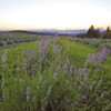 In the Northeast Kingdom, Lavender Essentials of Vermont Grows an Agribusiness