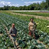 Pitchfork Farm Extends Its Season by Pickling Produce