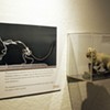 For 2020 Exhibit, the Fairbanks Museum X-Rayed Its Critters