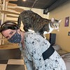 Stuck in Vermont: Kitty Korner Café in Barre Finds Furever Homes for Felines