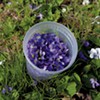 Foraging Flowers for a Sweet Taste of Spring