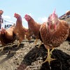 Vermont Compost Operations That Also Raise Poultry Can Keep Using Food Scraps