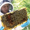 Beekeepers Worry Pesticide-Treated Seeds Contribute to Hive Deaths