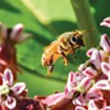 The Bees’ Needs: Vermonters Are Protecting and Championing Imperiled Pollinators