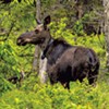 Moose Are Suffering and Dying. Vermont's Strategy? More Hunting.