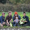Vermont Chicory Week Celebrates Bitter Greens