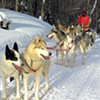 Born to Run: Vermont Sled Dogs Delight, Compete and Educate