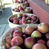 Apple Picking & Animal Petting at South Hero's Allenholm Farm