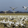 Places to Spot Snow Geese and Hawks This Fall