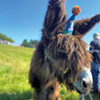 Hamilton, a Rare Baudet du Poitou Donkey, Celebrates His Birthday in Vermont