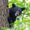 Vermont Woman Survives Bear Attack in Strafford
