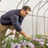 UVM Researchers Tout Growing Saffron in Vermont