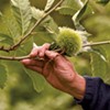 Tree Farmer Buzz Ferver Aims to Restore the American Chestnut in Vermont — and in Your Kitchen