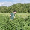 Waterbury Couple Buy Rare Vermont Cannabis License