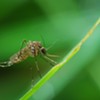 Rare and Deadly Mosquito-Borne Virus Detected in Chittenden County