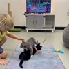 The Queen City Cat Lounge Purrfectly Connects People and Felines