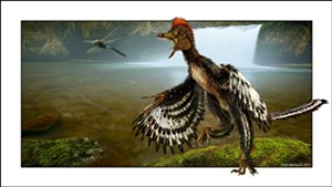 COURTESY OF VINS NATURE CENTER - "Anchiornis" by Todd Marshall