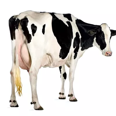 Image: Hoffer: Vermont's Dairy Industry Netted $285 Million in State Support Over a Decade