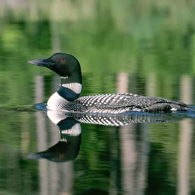 Image: Vermont's Loon Conservation Gets Lift From Oil Spill Settlement