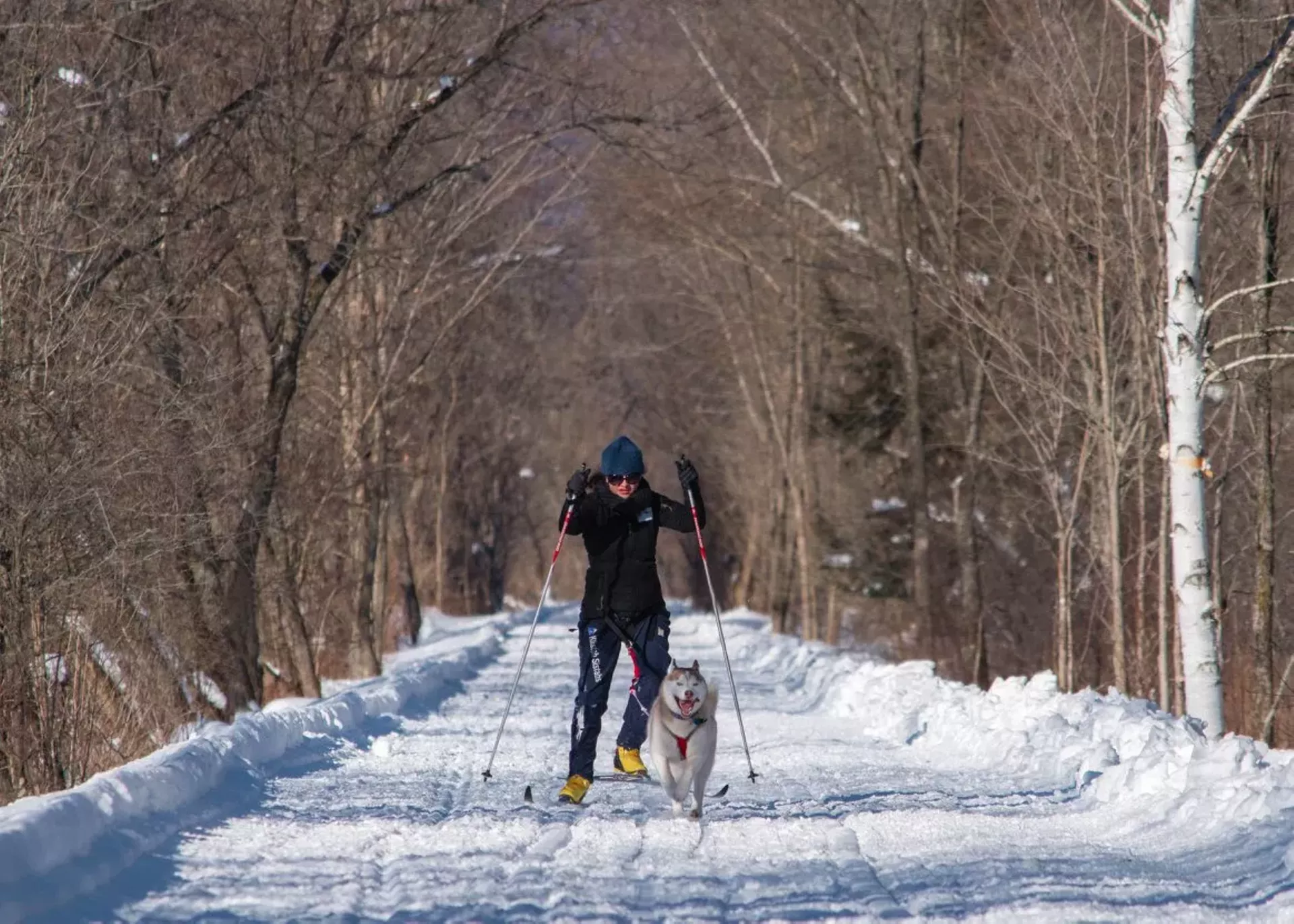 Skijoring
