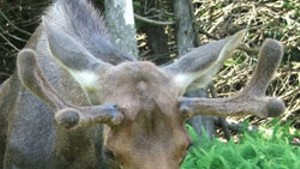 Why "Pete the Moose" Could Still Be Caught in the Crosshairs