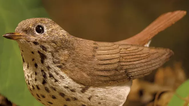 Image: Winging It at Huntington's Birds of Vermont Museum