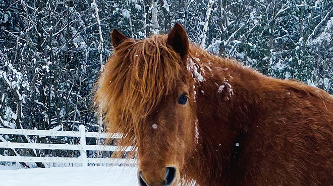 Image: Winter Wonderland