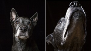 With Photographer Judd Lamphere, Old Dogs Get Their Day ... in the Studio