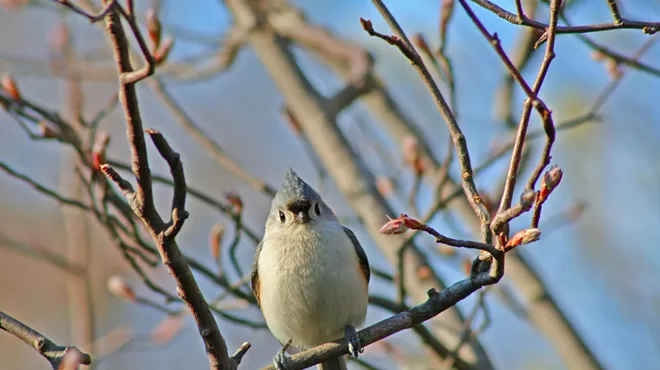 Image: Women Who Bird: April Arrivals