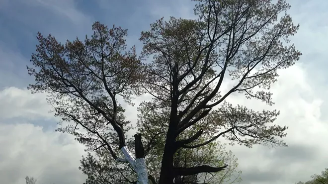 Image: WTF: What's Up With the Metal-Wrapped Tree?