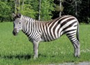 Yes, a Zebra Roams in Vermont
