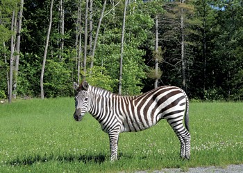 Yes, a Zebra Roams in Vermont
